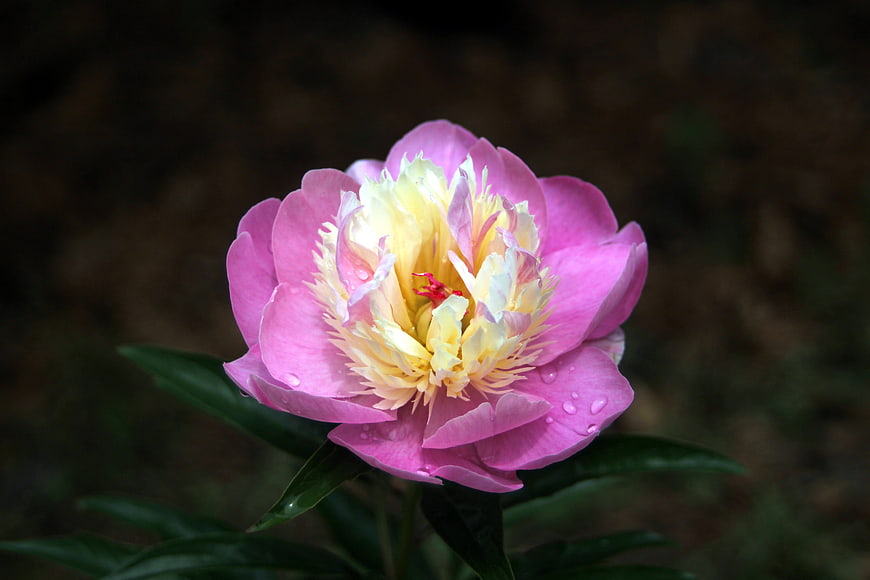 Pink Peony Flower In Full Bloom With Water Droplets