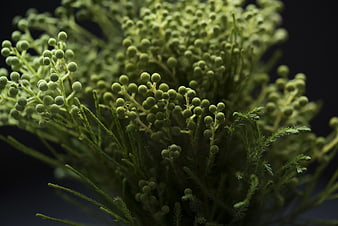 Close-up of green asparagus fern buds on dark background