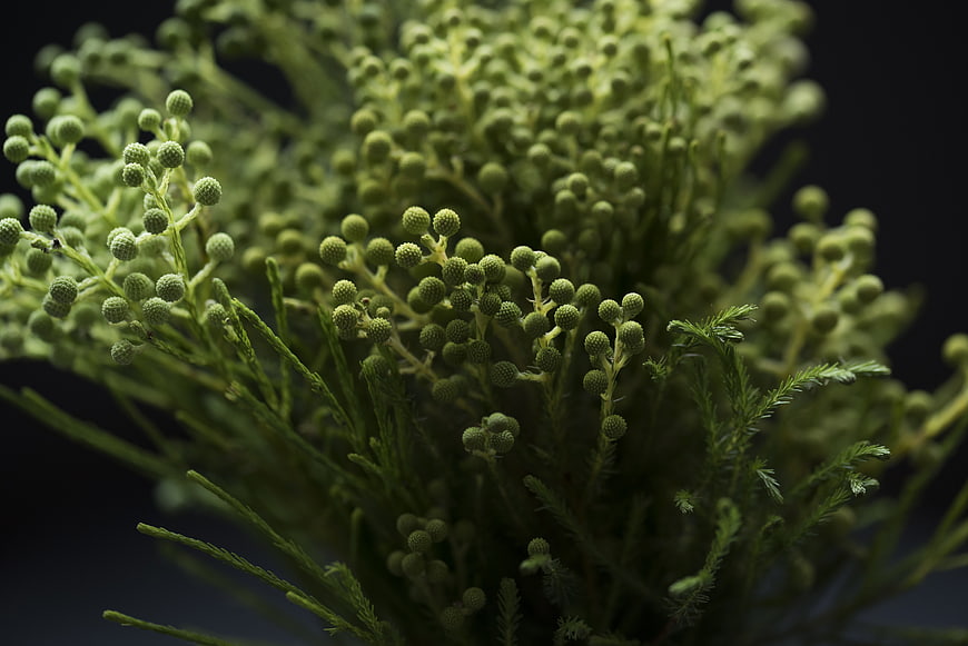 Close-up of green asparagus fern buds on dark background