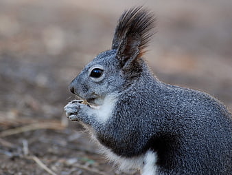 Close-up of a Kaibab Squirrel Eating a Nut