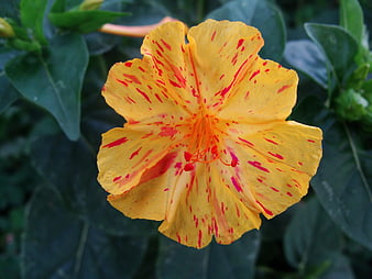 Yellow Mirabilis jalapa flower with red speckles close-up
