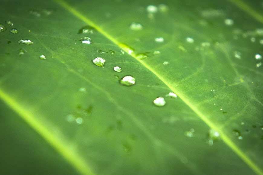 Macro shot of water droplets on a vibrant green leaf