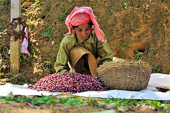 Woman Sorting Red Coffee Cherries in Rural Setting