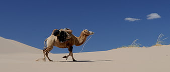 Camel Walking Across Desert Sand Dunes Under Blue Sky