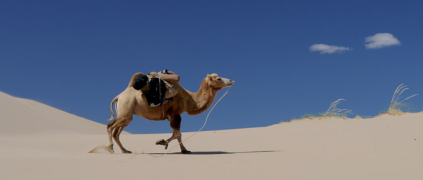 Camel Walking Across Desert Sand Dunes Under Blue Sky