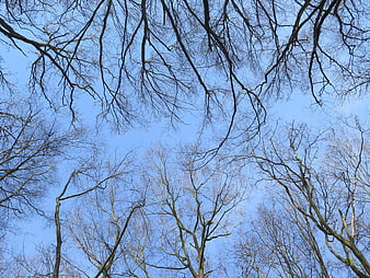 Bare tree branches against a clear blue winter sky