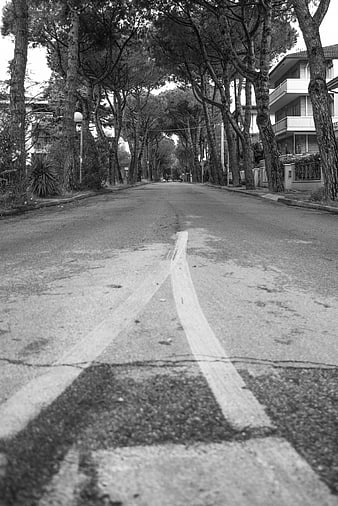 Black and white perspective of empty tree-lined residential street