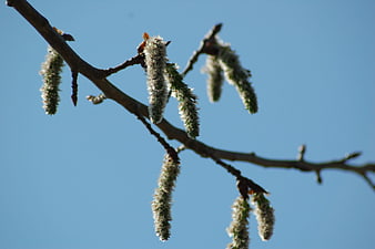 Birch Catkins Hanging on Branch Against Blue Sky