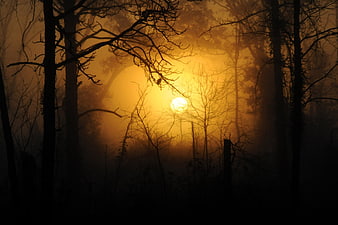 Misty forest sunrise with silhouetted trees and golden light