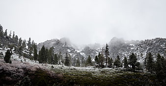 Misty Snow-Covered Mountain Landscape with Pine Trees