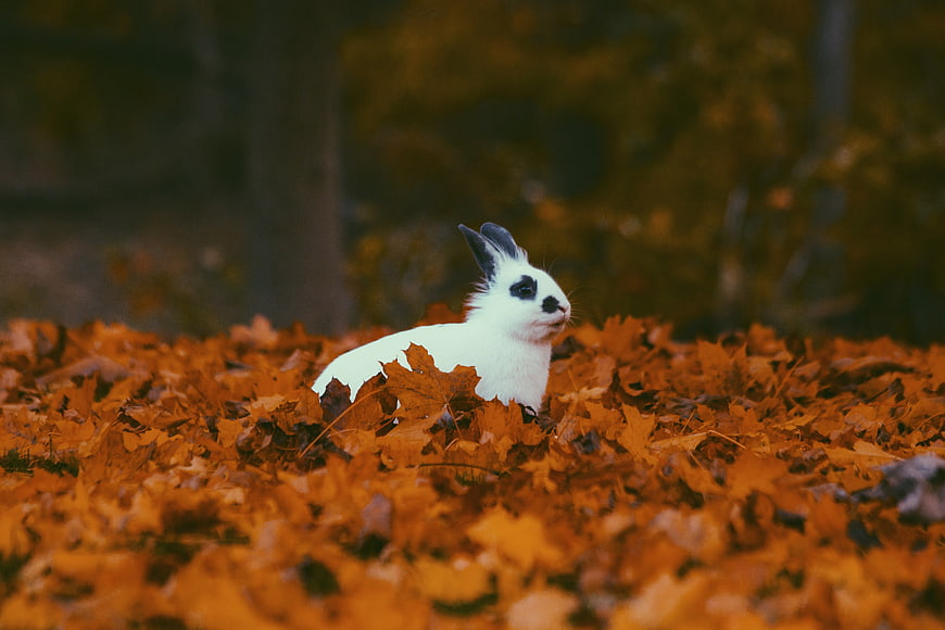 White Rabbit with Black Spots in Autumn Leaves