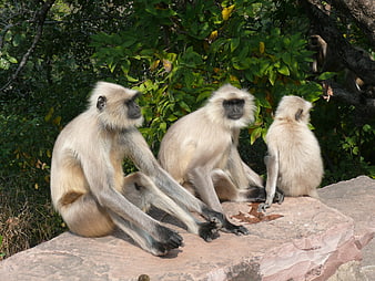 Langur Monkeys Resting on Rock in Natural Habitat