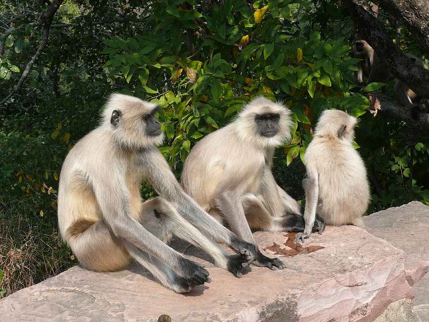 Langur Monkeys Resting on Rock in Natural Habitat