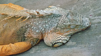 Close-up of a Resting Orange and Green Iguana