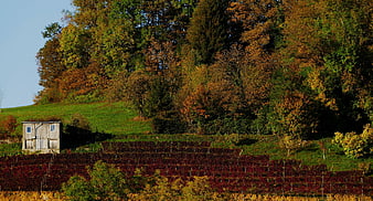 Autumn vineyard landscape with rustic shed and colorful trees