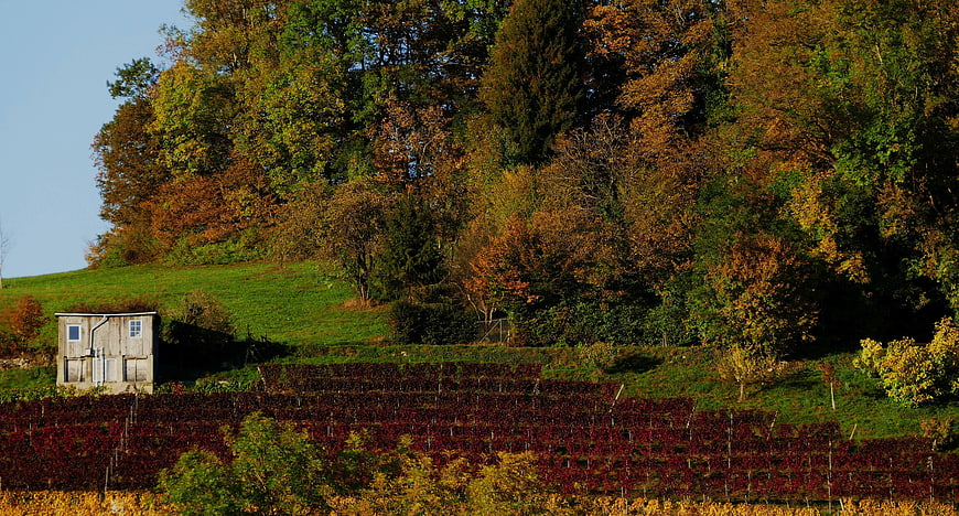 Autumn vineyard landscape with rustic shed and colorful trees