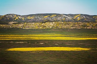 Vibrant Yellow Wildflowers in Mountainous Highland Landscape