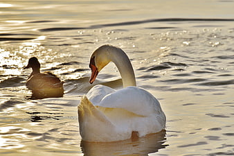 White Swan and Duck Swimming in Golden Sunset Water