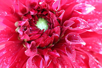 Close-up of vibrant red dahlia with water droplets