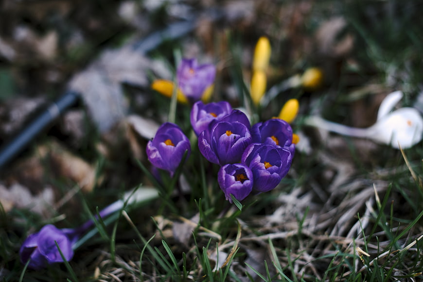 Purple Crocus Flowers Blooming in Spring Grass