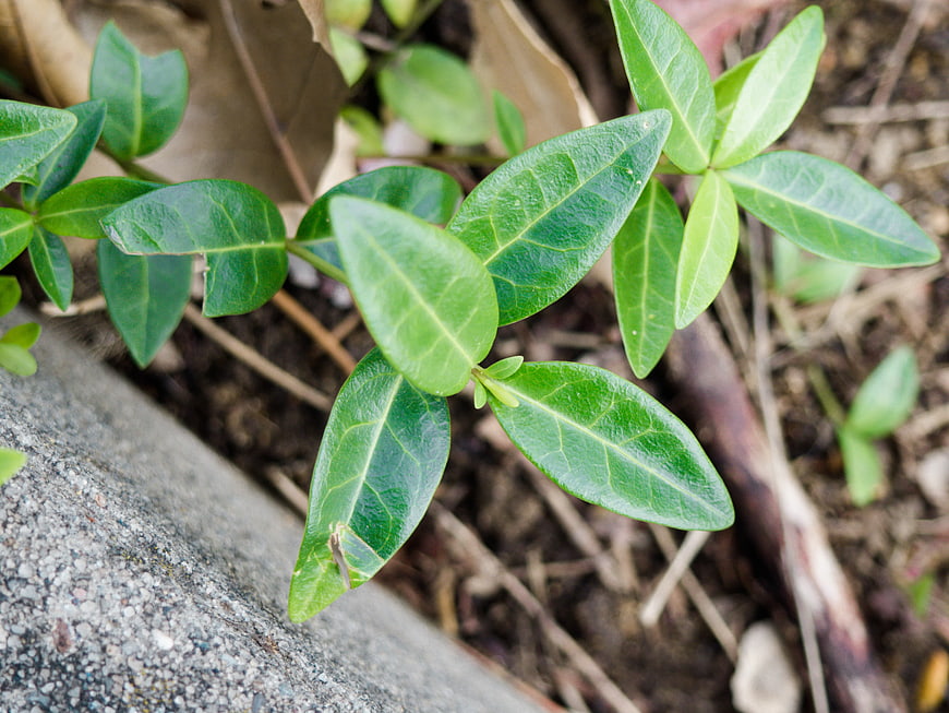 Close-up of Green Leaves Growing Near Concrete Edge