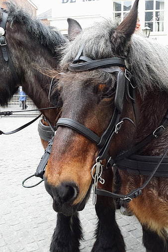 Close-up of two draft horses with harnesses on cobblestone street