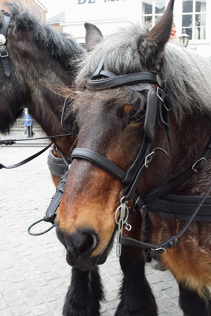 Close-up of two draft horses with harnesses on cobblestone street