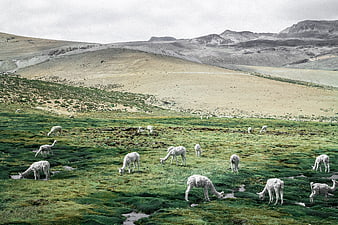 Herd of white llamas grazing in green Andean highlands
