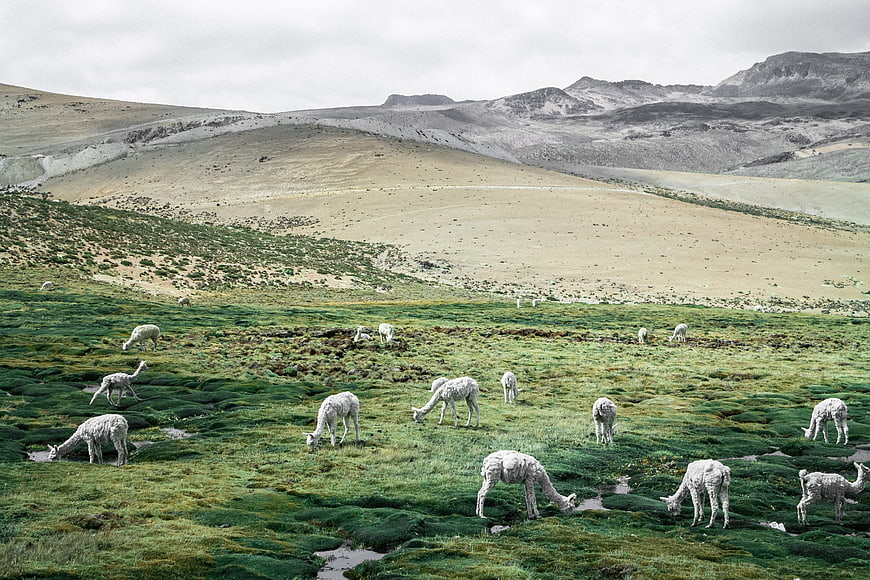 Herd of white llamas grazing in green Andean highlands
