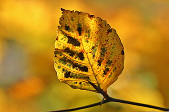 Close-up of yellow autumn leaf with black spots