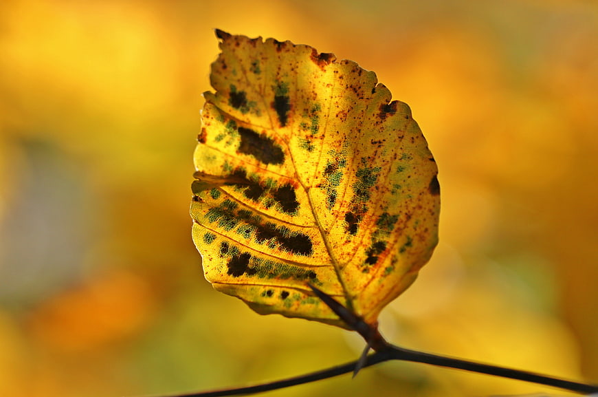 Close-up of yellow autumn leaf with black spots