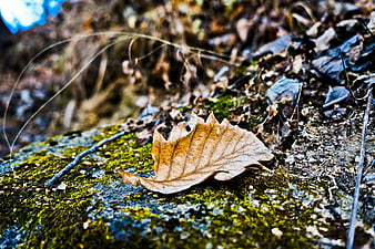 Dried autumn leaf on mossy forest floor