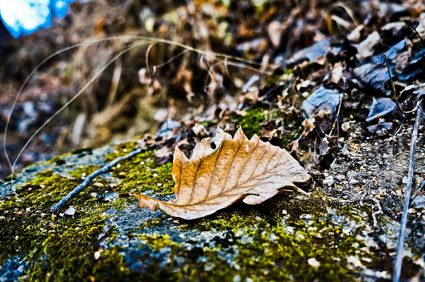 Dried autumn leaf on mossy forest floor