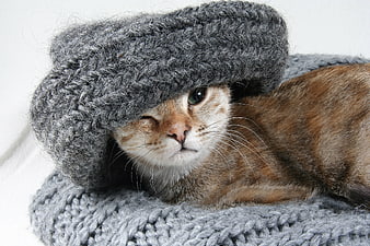 Cute cat wearing a grey knitted hat and scarf