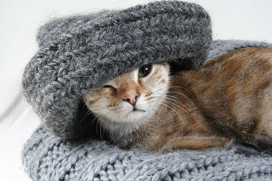 Cute cat wearing a grey knitted hat and scarf