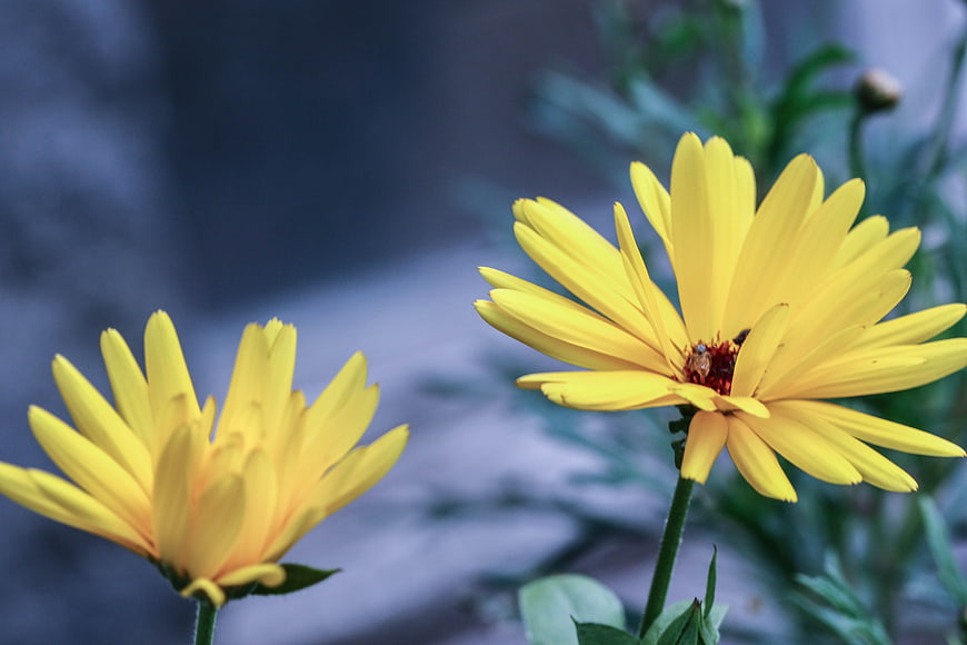Close-up of yellow gazania flowers with blurred background