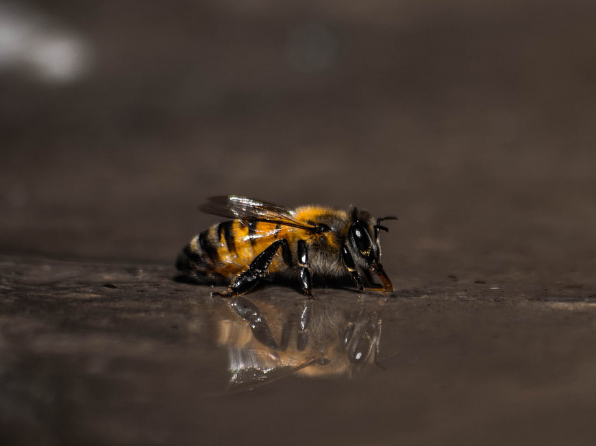 Close-up of a Honey Bee Drinking Water with Reflection