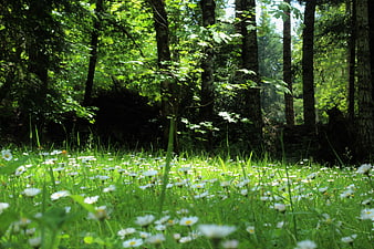 Sunlit Forest Floor with White Daisies and Green Grass