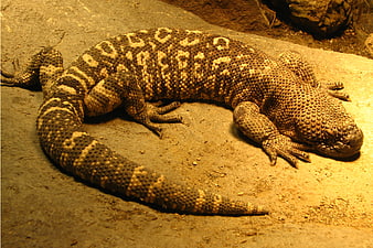 Gila Monster Lizard Resting on Rock Surface