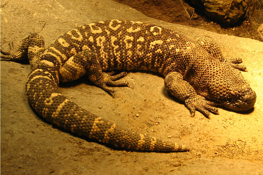 Gila Monster Lizard Resting on Rock Surface