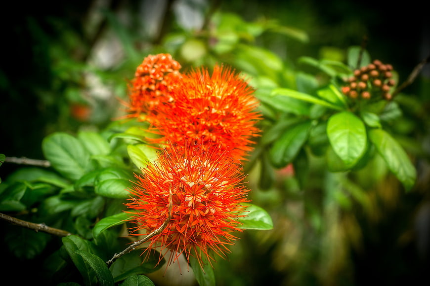 Vibrant Orange Christmas Bush Flowers in Bloom