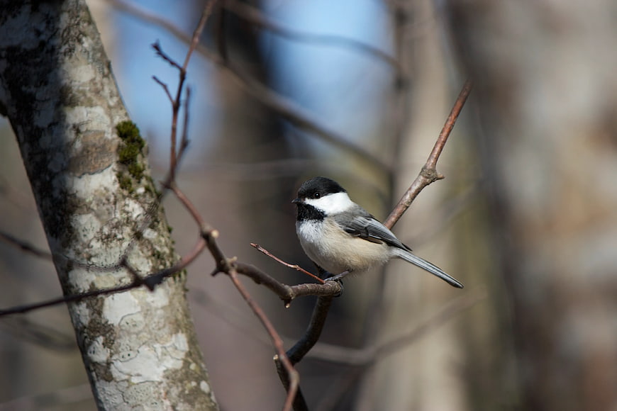 Black-capped Chickadee Perched on Branch in Forest
