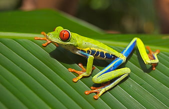 Red-eyed Tree Frog on Green Leaf Close-up