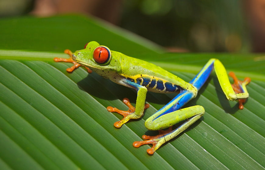 Red-eyed Tree Frog on Green Leaf Close-up