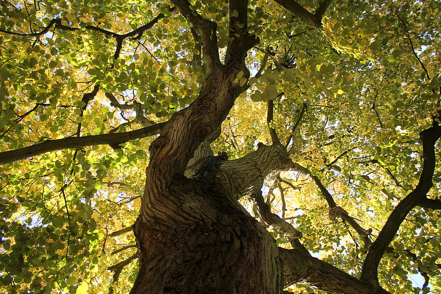 Low angle view of large tree trunk with autumn leaves