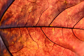 Macro Texture of Red Autumn Leaf Veins