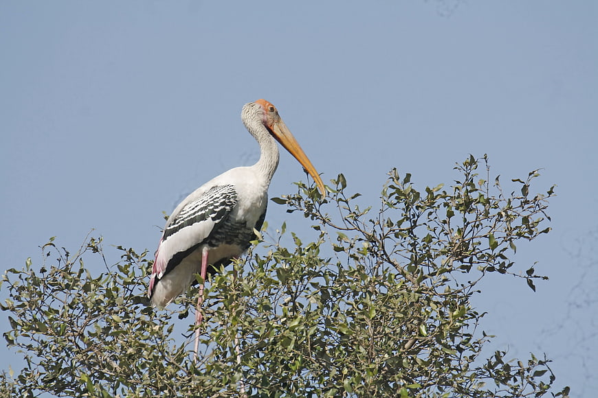 Painted Stork Perched on Tree Branch Against Blue Sky