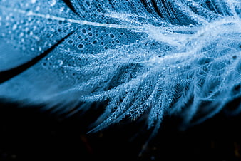 Macro Blue Algae Texture with Water Droplets