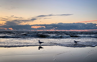 Seagulls on Sandy Beach at Sunset with Ocean Waves
