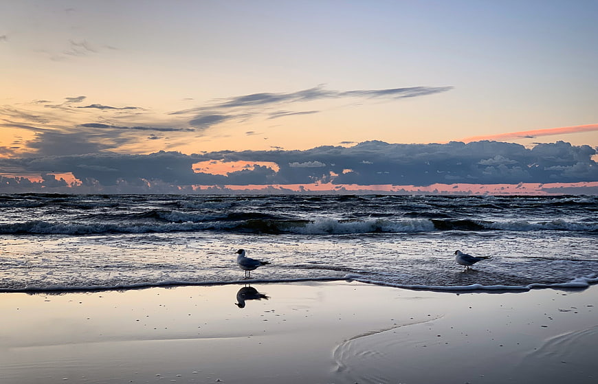 Seagulls on Sandy Beach at Sunset with Ocean Waves